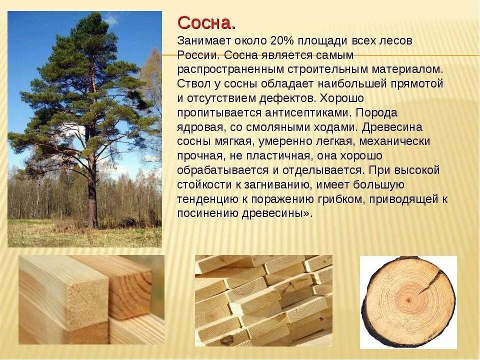 Древесина сосновых пород. Структура древесины породы сосна. Качество твердой древесины. Древесины сосны используется