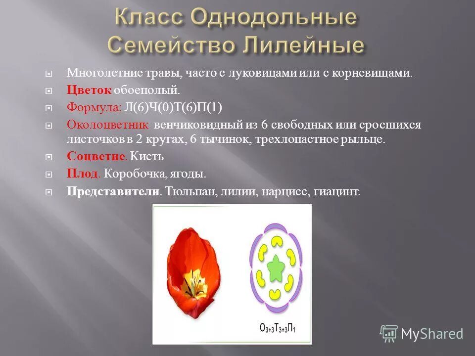 Строение цветка класса однодольных. Однодольные лилейные формула цветка. семейства класса однодольные формула цветка.
