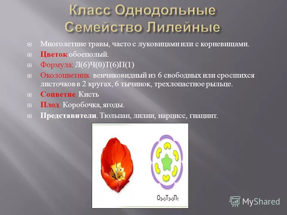 Верны ли суждения об однодольных растениях. Однодольные Лилейные формула цветка. Формула цветка семейства класса Однодольные. Формула цветка семейства однодольных. Однодольные семейство Лилейные формула цветка.