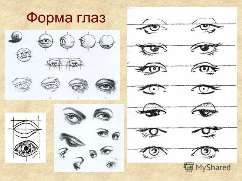 какую форму имеет глаз человека