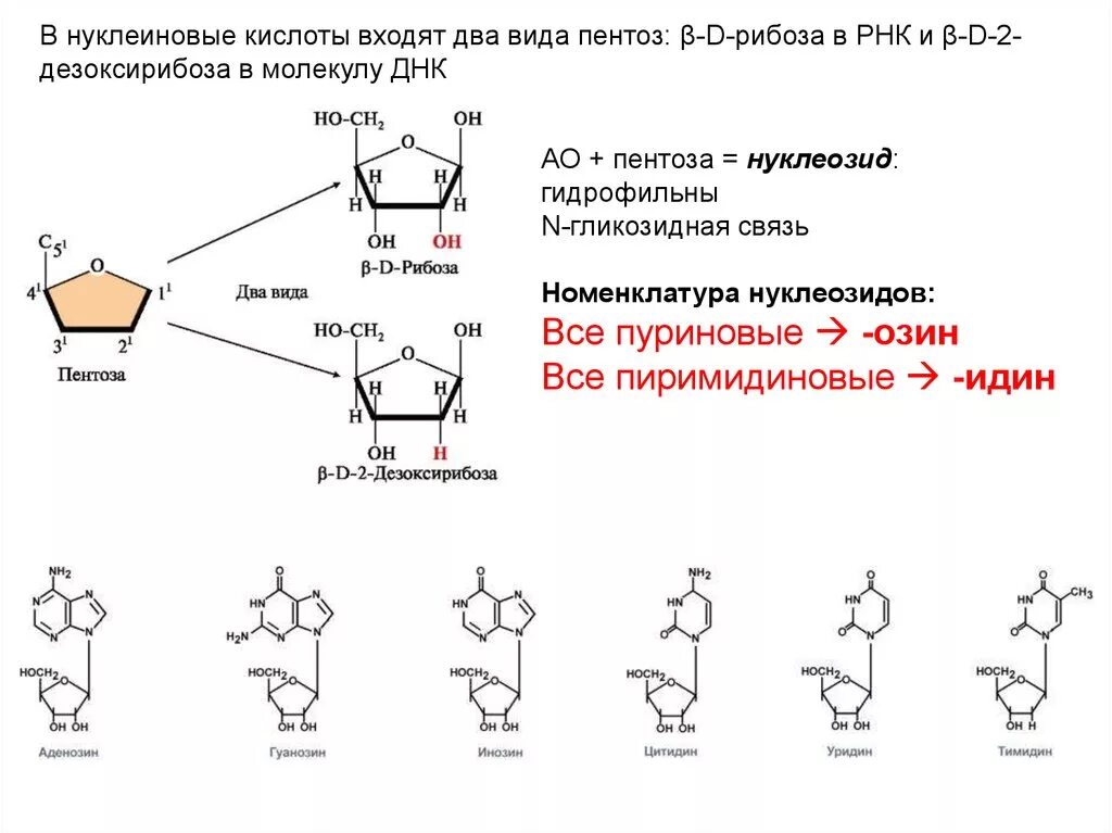 Нуклеиновые кислоты биохимия формулы. Связи РНК N-гликозидная. Углевод пентоза РНК. Состав нуклеопротеидов.