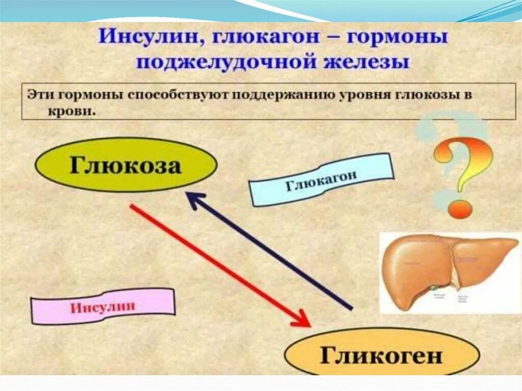 Регуляция гормонов поджелудочной железы. Гормон поджелудочной железы инсулин. Выработка инсулина поджелудочной железой схема. Влияние глюкагона на уровень сахара в крови.