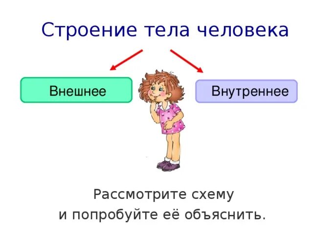 2 класс строение тела человека проект Обозначения тела человека