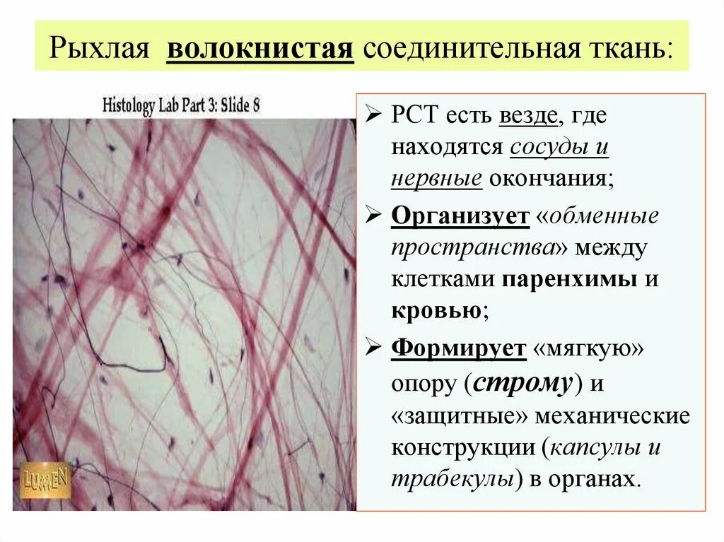 Рыхлая волокнистая неоформленная соединительная ткань. Рыхлая волокнистая неоформленная соединительная ткань гистология. Рыхлая волокнистая соединительная ткань гистология. Пыхла волокнисиая сондинительная ткань.