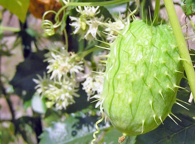 Вьюн бешеный огурец семена. Бешеный огурец squirting cucumber. Бешеный огурец видео. Вьюн бешеный огурец семена. Вьюн бешеный огурец семена.