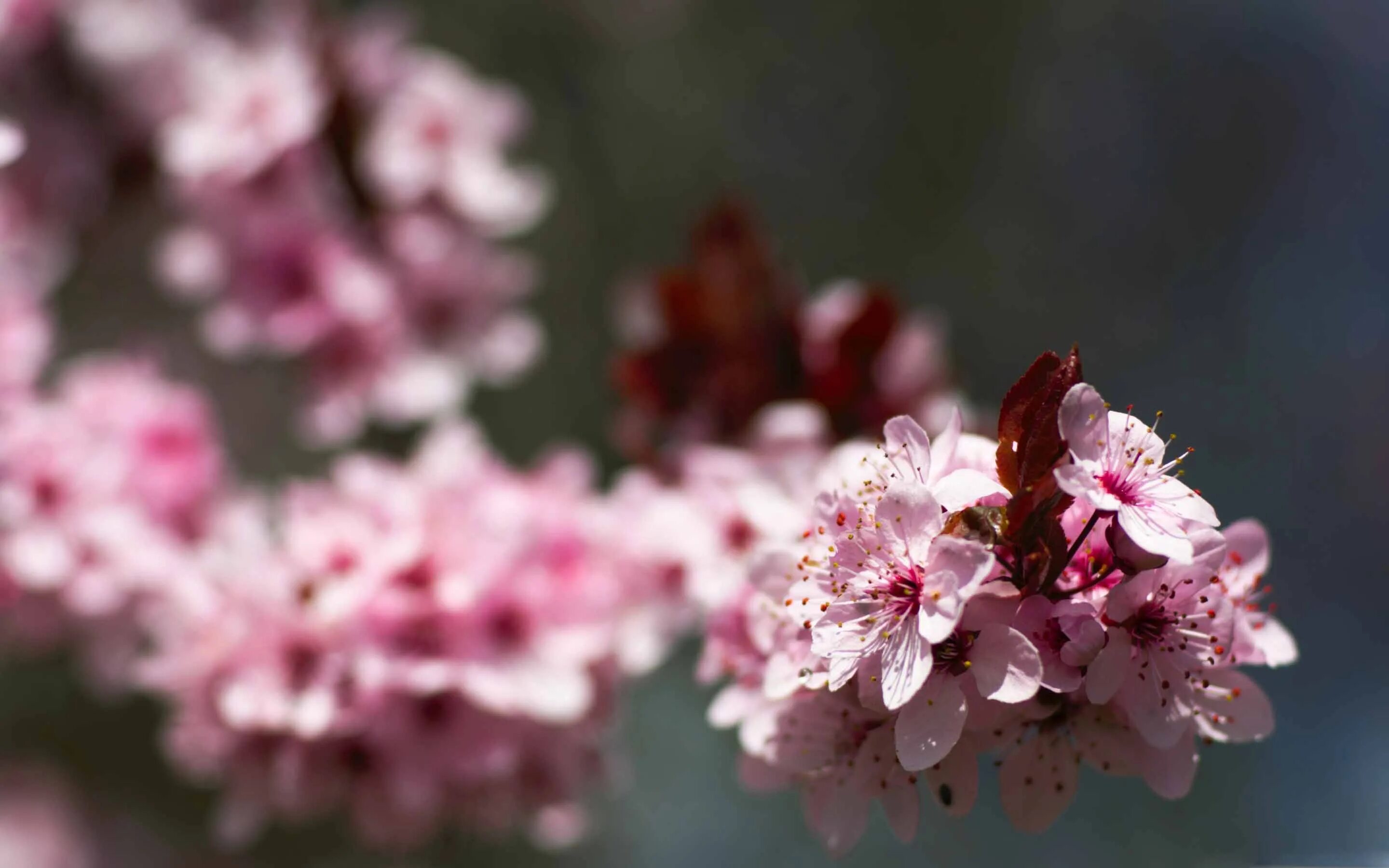 Plum blossom. Цветение вишни. Цветы Сакуры. Розовые цветы. Цветение Сакуры.