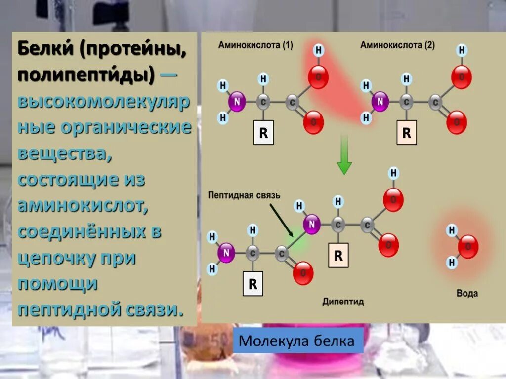 Пептидная связь аминокислот в молекуле белка. Белки состоят из аминокислот. Белки полипептиды аминокислоты. Молекула белка из аминокислот.