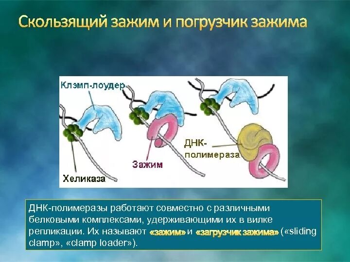 Днк полимераза функции. Скользящий зажим днк функции. скользящий зажим функции. скользящий зажим белок. скользящий зажим генетика.