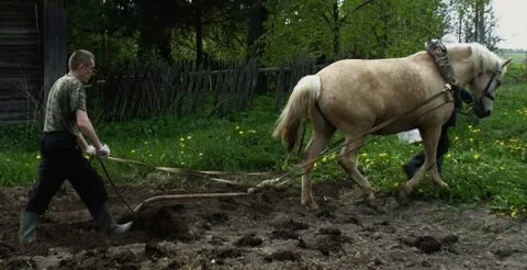 Соха фото