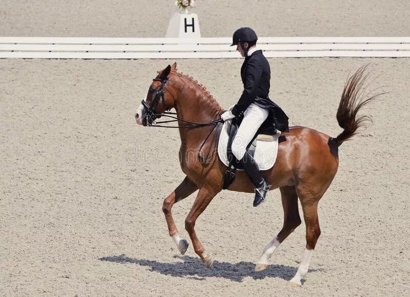 Высокий всадник. Фризская лошадь с всадником. Лошадь в прыжке. Седло stubben. Пиаффе аллюр лошади.