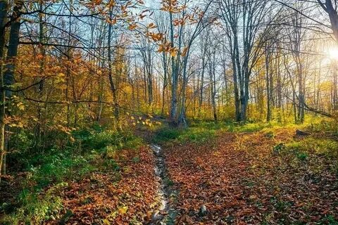 Наступает поздняя осень в лесу