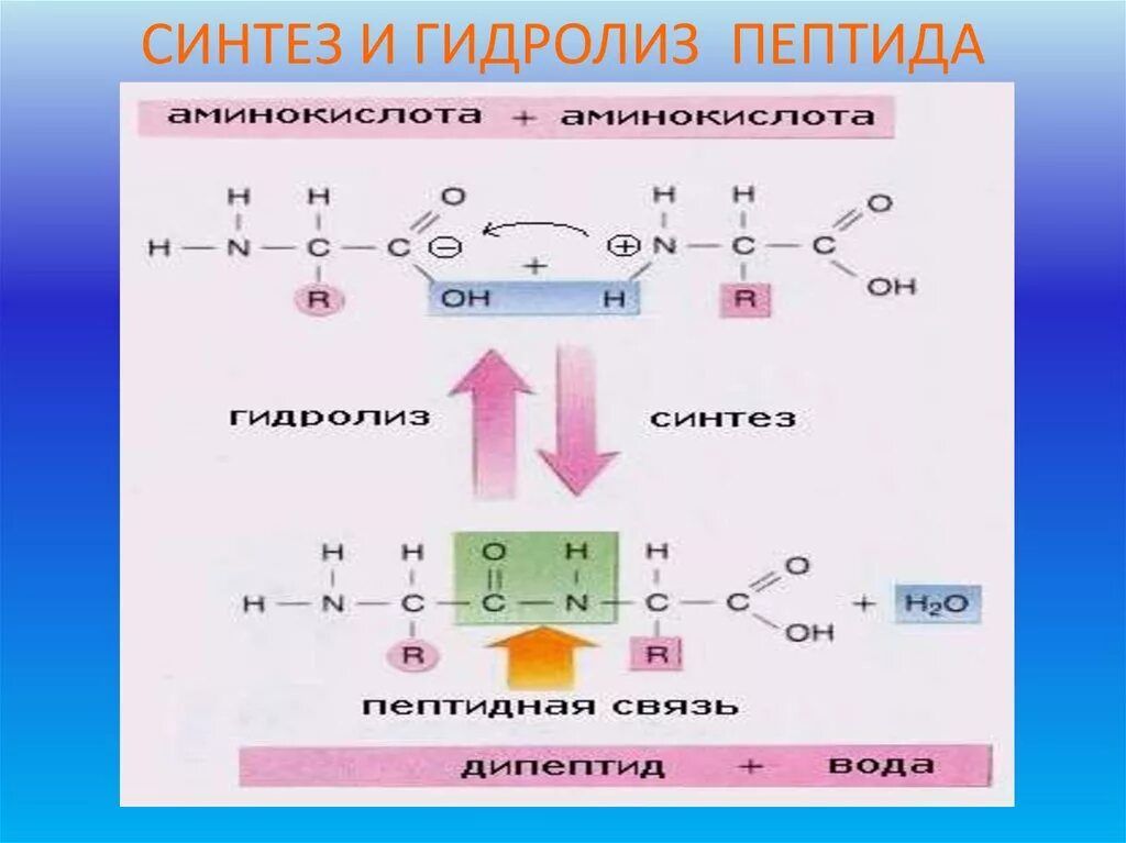 Какие вещества образуются при гидролизе белка. Щелочной гидролиз пептидов. Трипептид щелочной гидролиз. Щелочной гидролиз полипептидов. Кислотный и щелочной гидролиз пептидов.