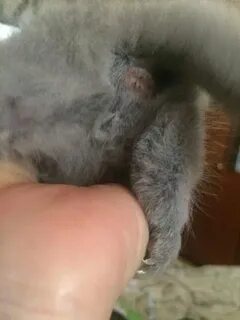 Как понять котенок кот или