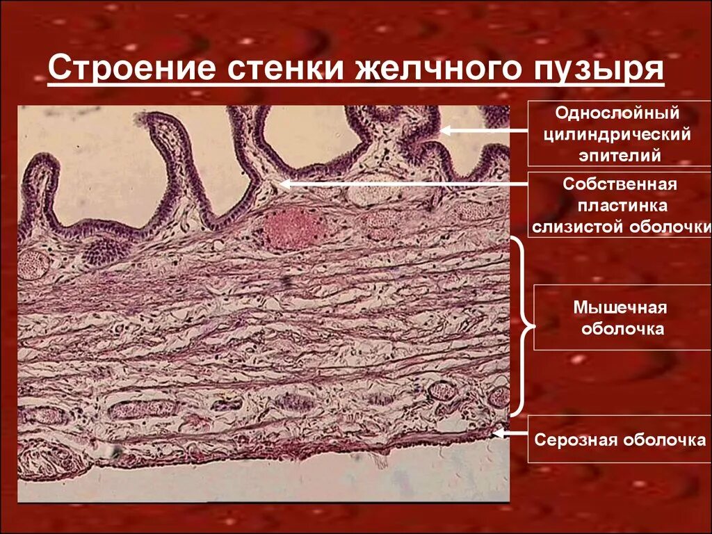 Слизистая оболочка желчного пузыря. Стенка желчного пузыря гистология. Гистологическое строение желчного пузыря. Желчный пузырь гистология препарат.