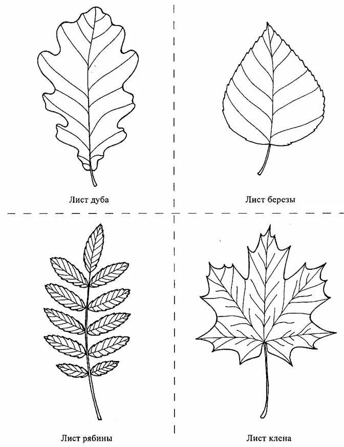 Листья дуба клена рябины. Листья клена рябины дуба березы. Листья клена и дуба. Лист дуба березы клена осины. Листья с разных деревьев для детей.