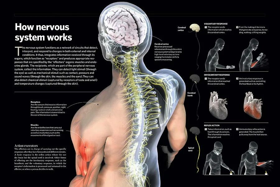 Диффузно разбросанная нервная система. Нервная система инфографика. Нервная система человека инфографика. Центральная нервная система инфографика. Здоровая нервная система.