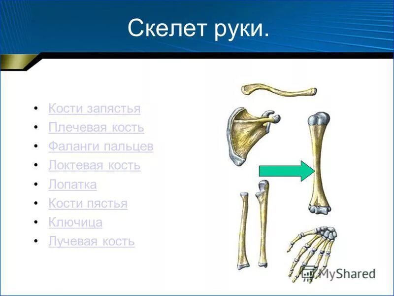 Каких костей относятся кости лопатки