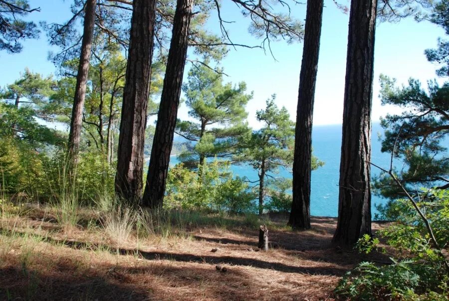джанхотский бор сосны пицундской. пляж сосновый туапсинский район. поселок сосновый туапсе. ольгинка поселок сосновый берег. поселок сосновый туапсе.