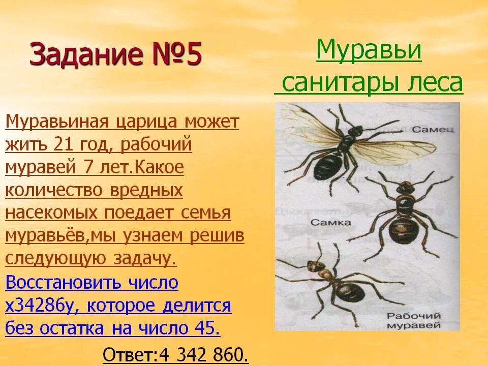 Таблица муравьиного лёта. Лет муравьев. Таблица Летов муравьев. Таблица лета муравьев.