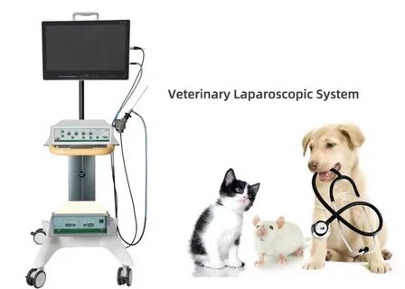 Vet 4