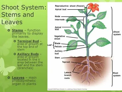 Как переводится plant