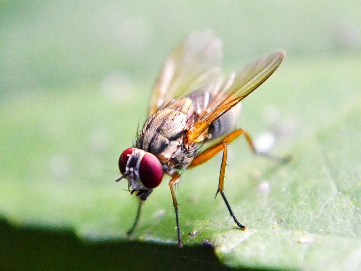 Fly does