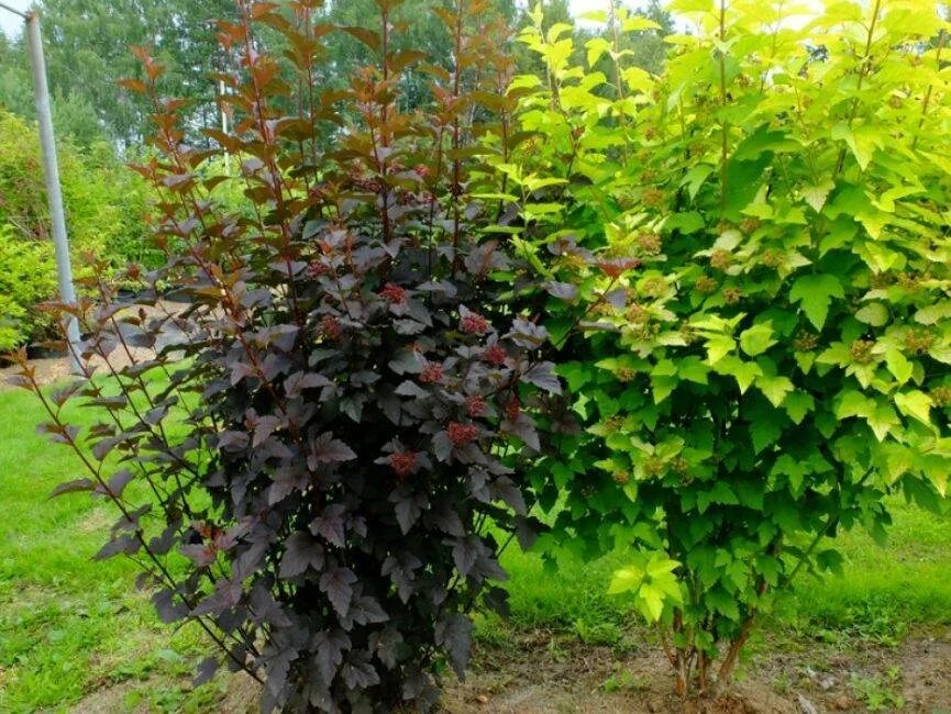 Сирень дерен и пузыреплодник. Чубушник и пузыреплодник. Пузыреплодник сажать. Пузыреплодник миднайт. Пузыреплодник калинолист.