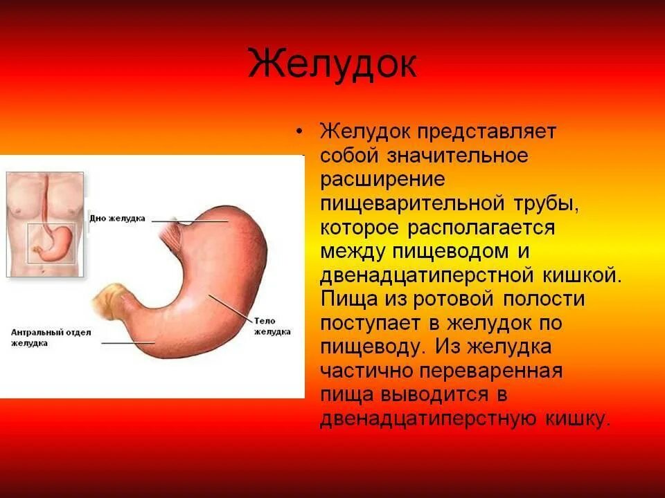 Доклад на тему желудок. Почему вода в желудке