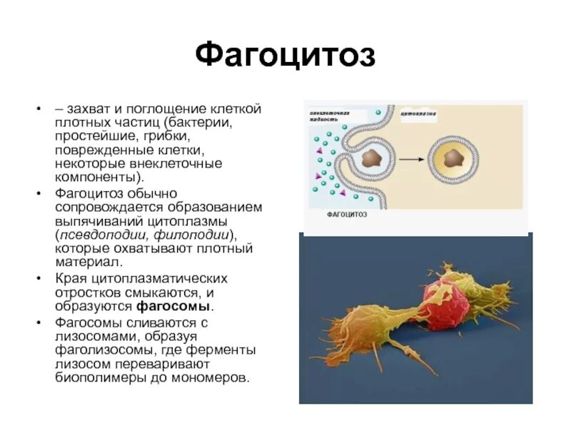 Движение с помощью ложноножек питается путем фагоцитоза. Фактор защиты от фагоцитоза у бактерий. захват и поглощение клеткой плотных частиц. фагоцитоз бактериальной клетки. псевдоподии фагоцитоз.