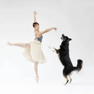 Animal dances