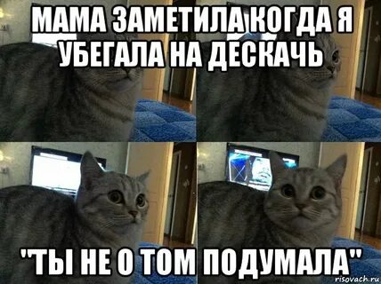 Zippocat video