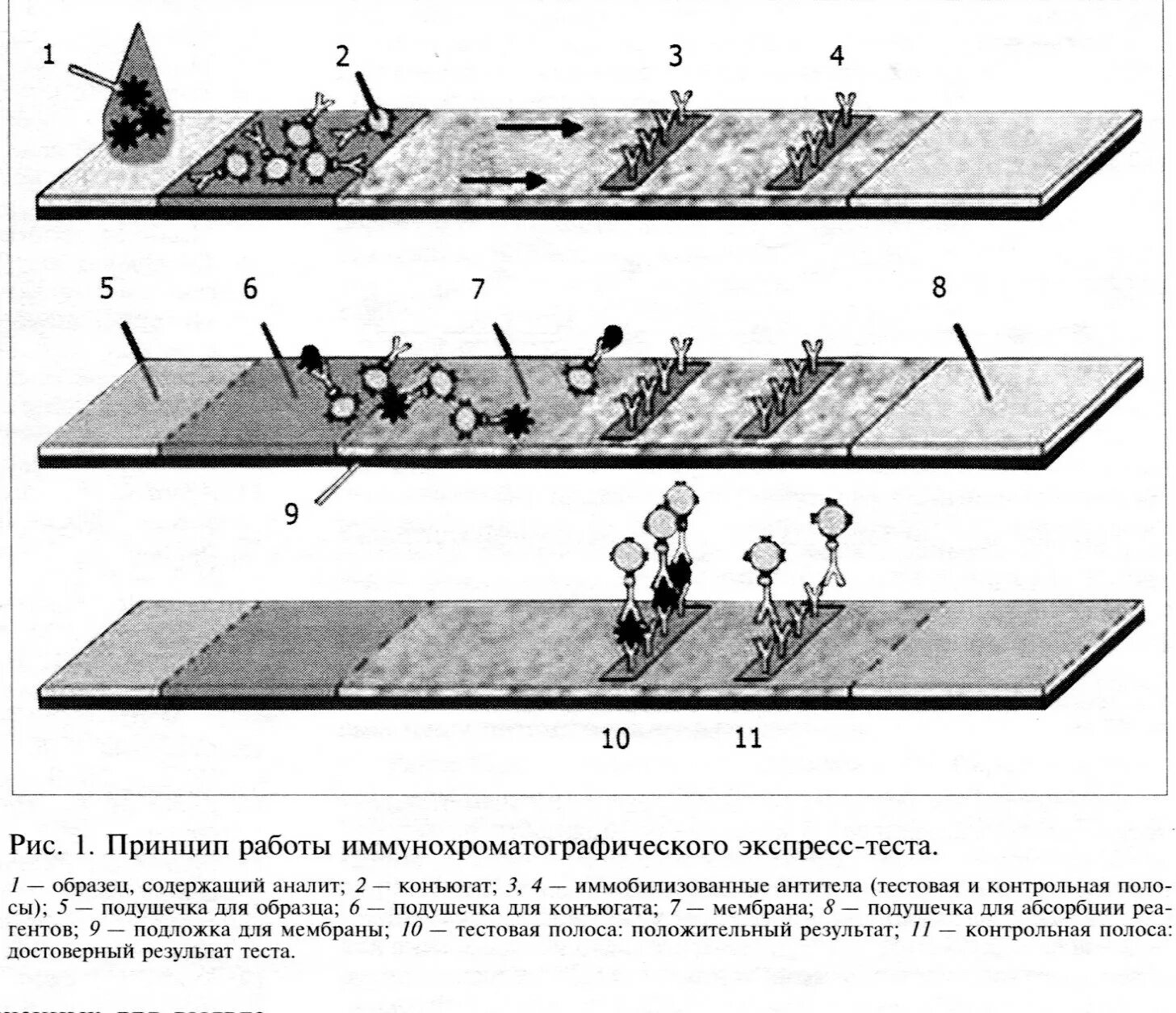 Иммунохроматографический анализ принцип метода. Метод иммунохроматографии экспресс тест. Иммунохроматографический анализ микробиология. Схема стадий производства иммунохроматографических тестов. Качественно иммунохроматографический тест