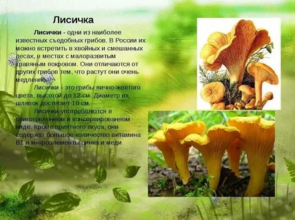 Рассказ про лисички 2 класс