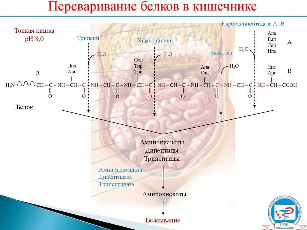 Переваривание белков в кишечнике. Перерваривание белка в кишечнике. Переваривание белков в тонком кишечнике. Процессы пищеварения белков в кишечнике.