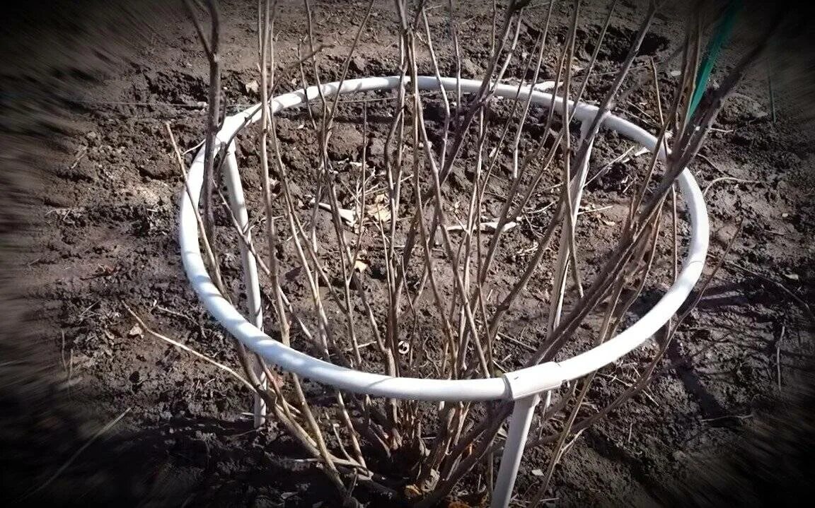 Кустодержатель своими руками. Кустодержатель для малины. кустодержатель для смородины пирамида 80х80х80. кустодержатель пионер 101. кустодержатель смородина.
