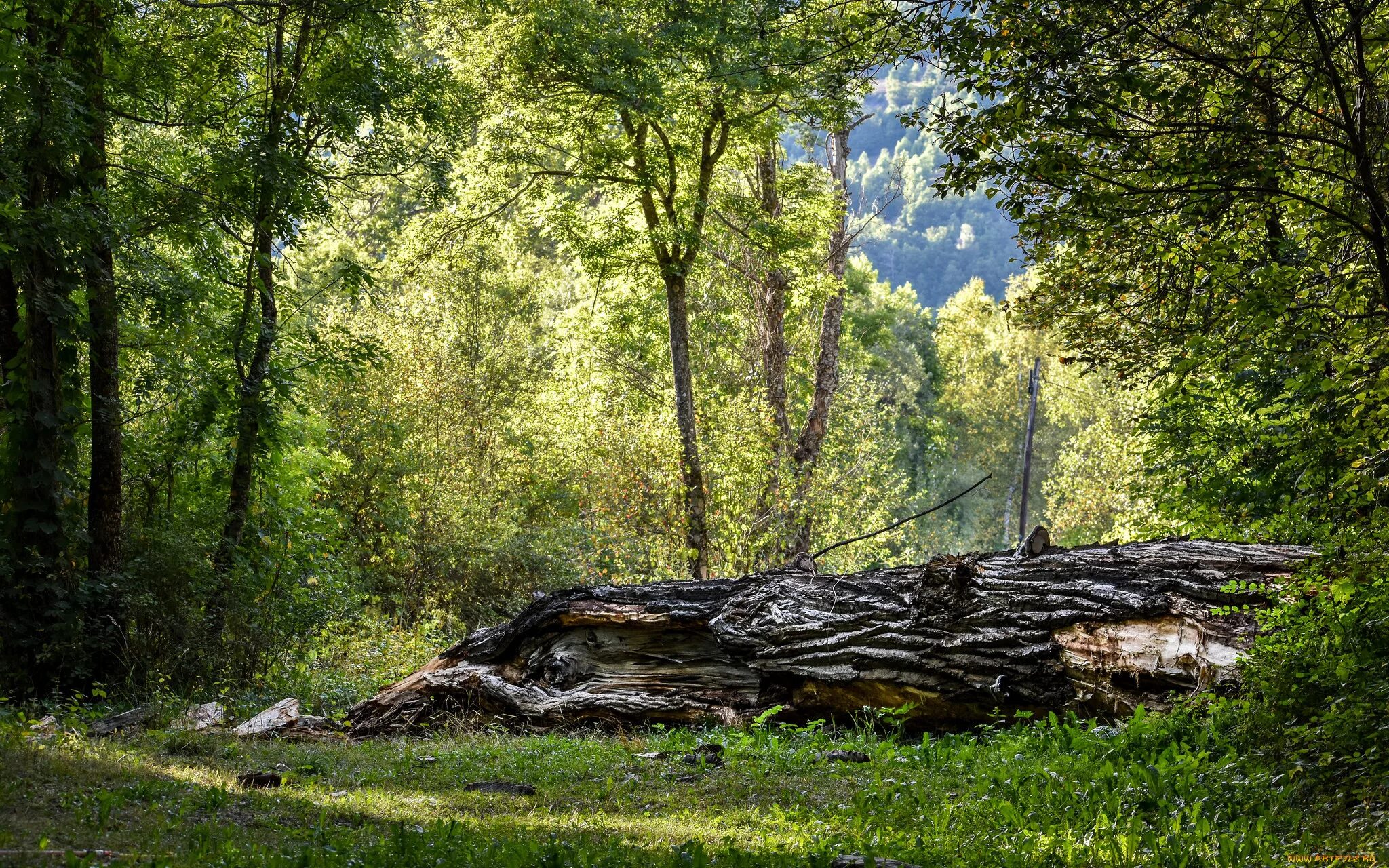Лежачее дерево. Поваленное дерево. Упавшее дерево в лесу. Упавшее дерево в лесу. Лежащее дерево.