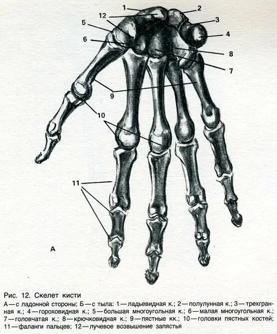 Скелет кисти руки человека. Кости кисти анатомия человека. Кисть руки скелет строение. Строение скелета руки человека. Скелет запястья человека