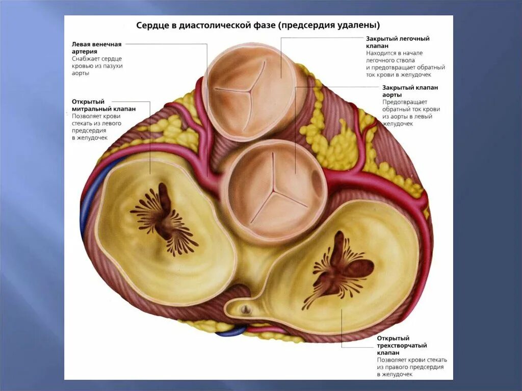 Срез сердца человека. Аортальный клапан поперечный срез. Поперечный срез клапанов сердца. Поперечный срез сердца человека. Аортальный клапан в разрезе сердца.