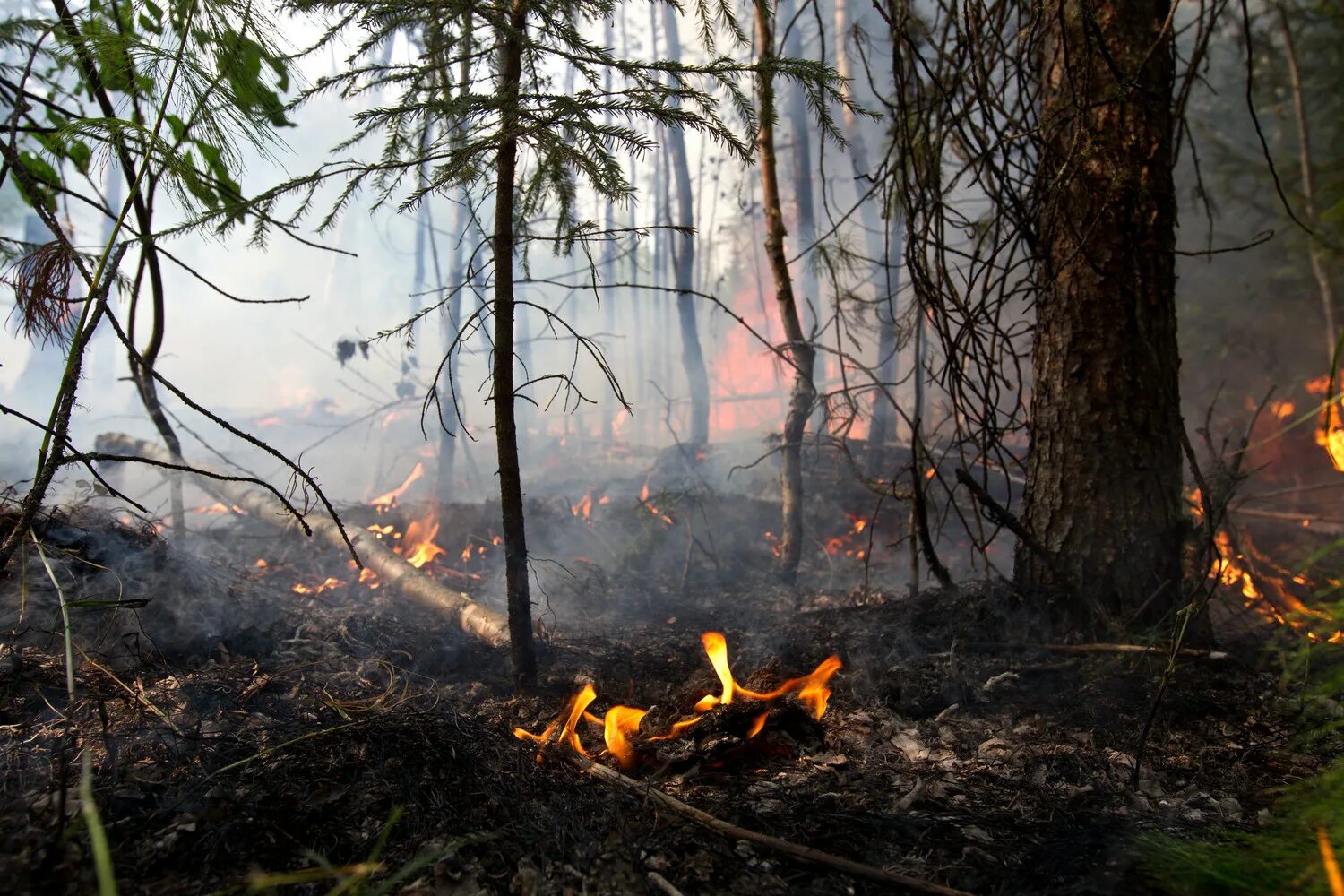 Лес после пожара. Лес после низового пожара. Последствия пожара в лесу. Пепелище в лесу. Горение гарь