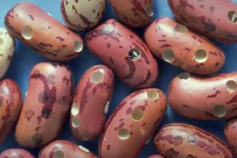 Фасолевый дождевой егэ