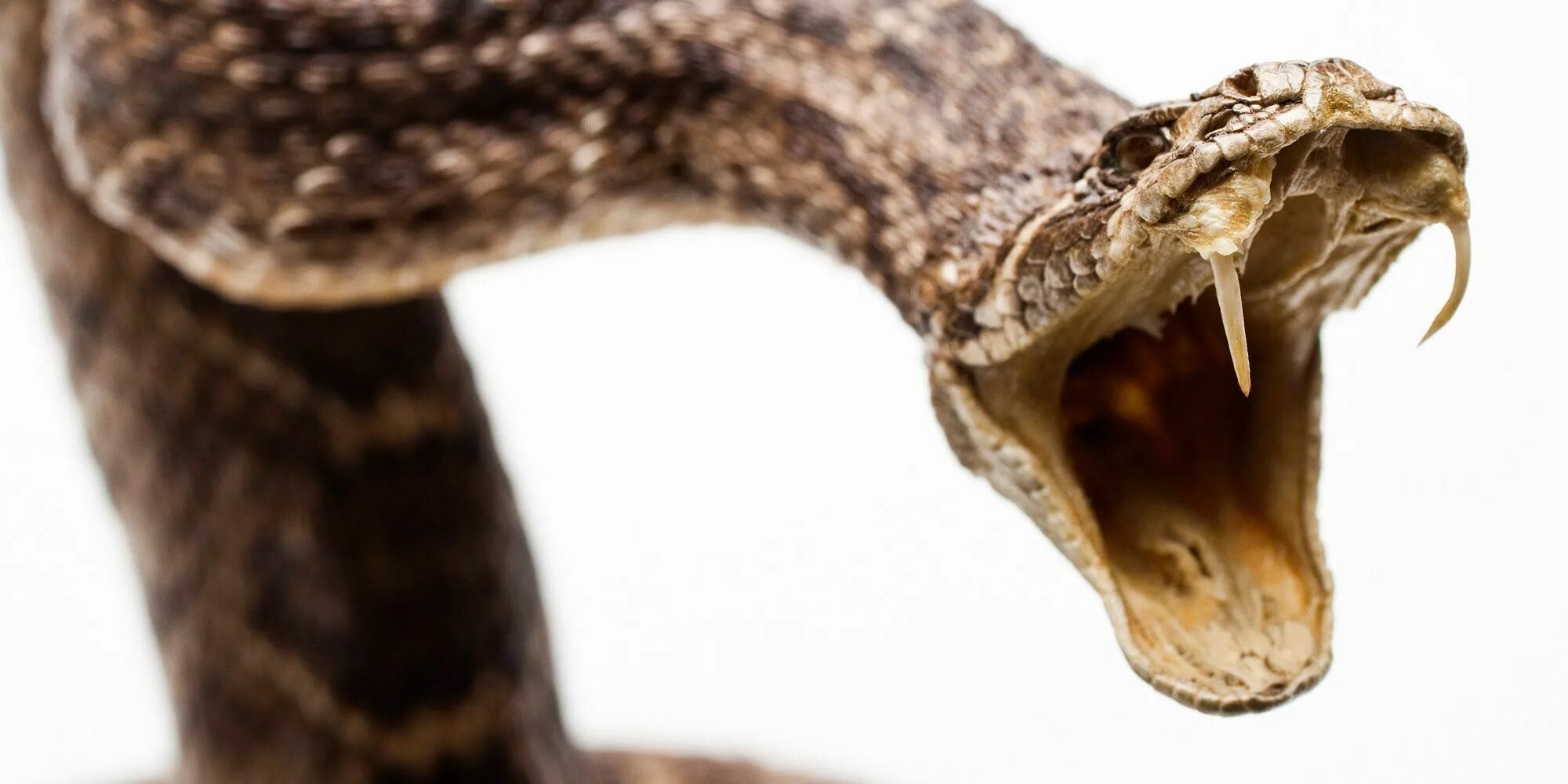 Королевская кобра клыки. Укус королевской кобры. Змея бросается. Пасть кобры. Pit viper змея.