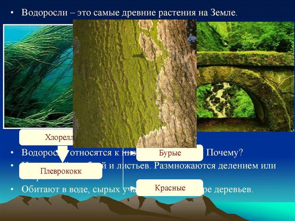 Растения относящиеся к водорослям. Самые древние водоросли на земле. Водоросли самые древние растения. Самые древние растения на земле. Водоросли это растения обитающие в воде.