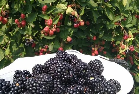 Полар ежевика описание сорта фото отзывы садоводов