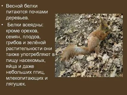 Чем питаются белки