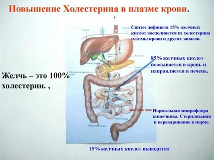 Под действием желчи