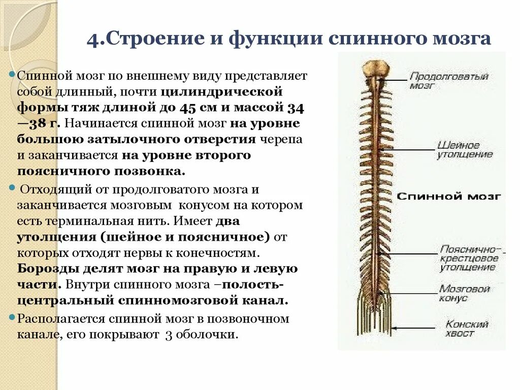 Дайте характеристику спинного мозга. Спинной мозг строение и функции. Общая характеристика строения и функции спинного мозга. Спинной мозг расположение строение функции кратко. Строение и функции спинного спинного мозга.