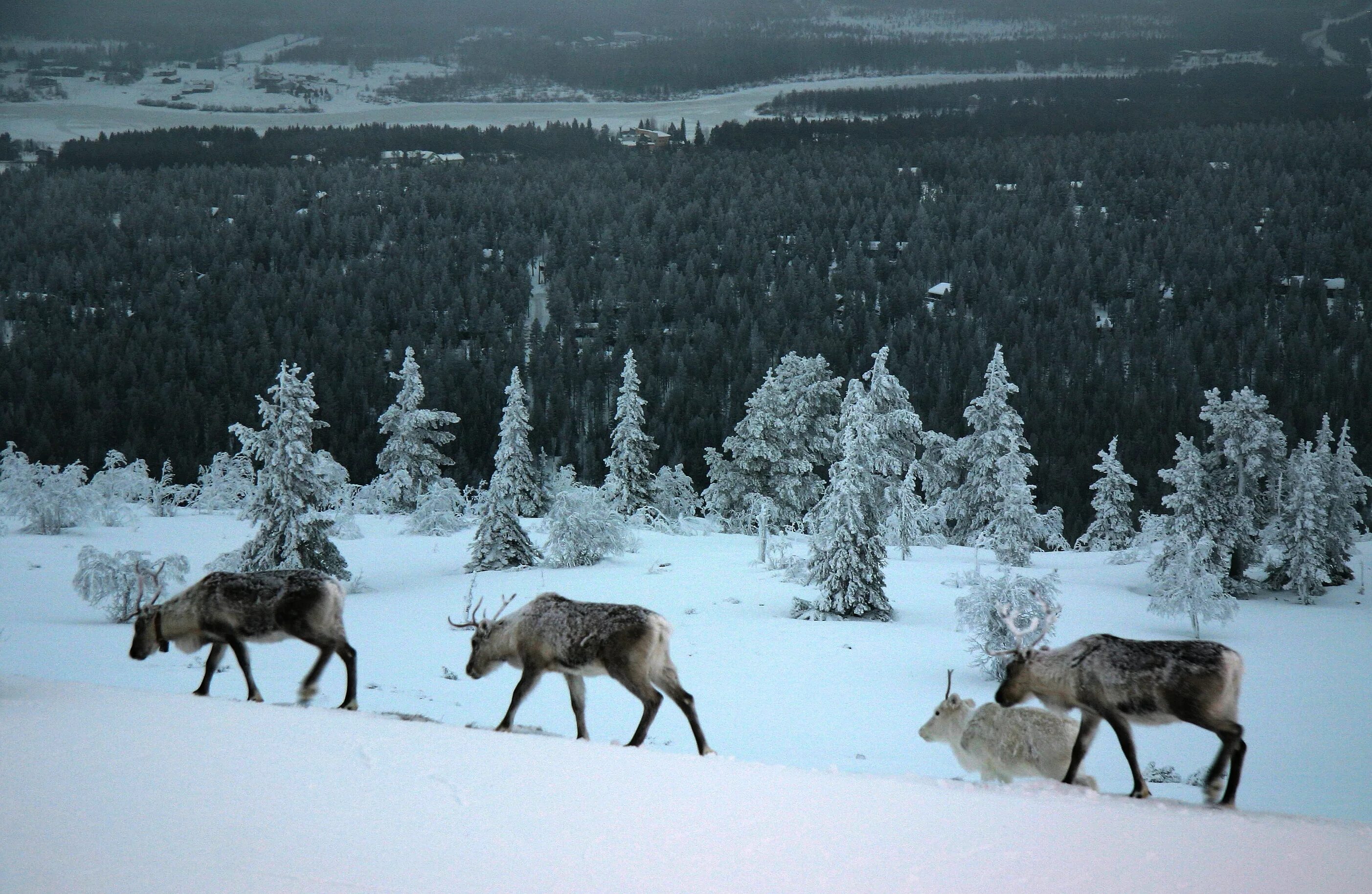 Животные финляндии. Лапландский заповедник Северный олень. Лапландский заповедник олени. Лапландия Финляндия олени.