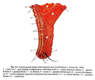 Blepharitis латынь