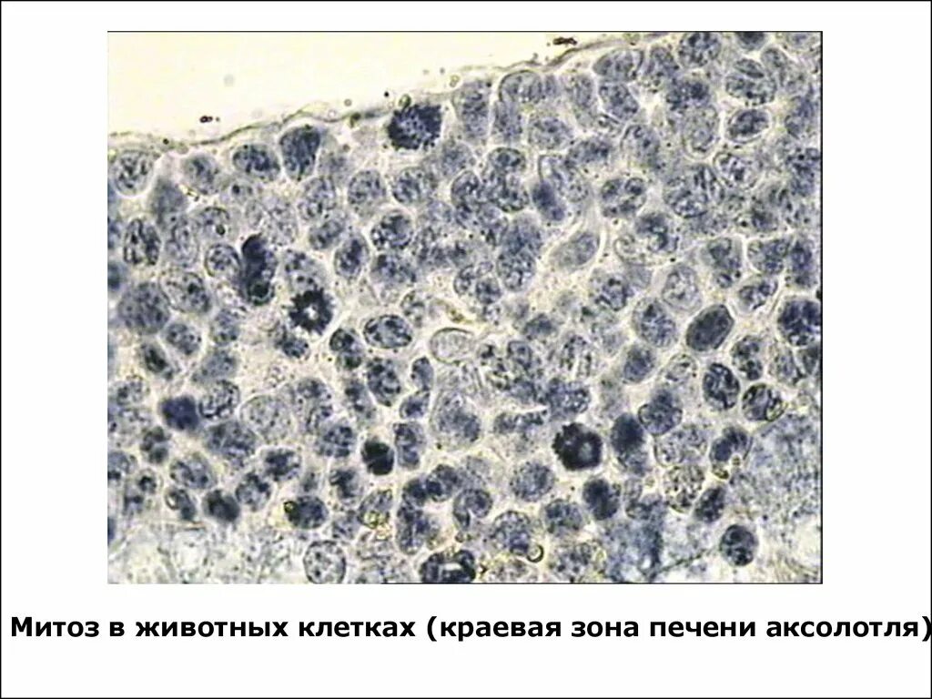 Митозы что это при гистологии
