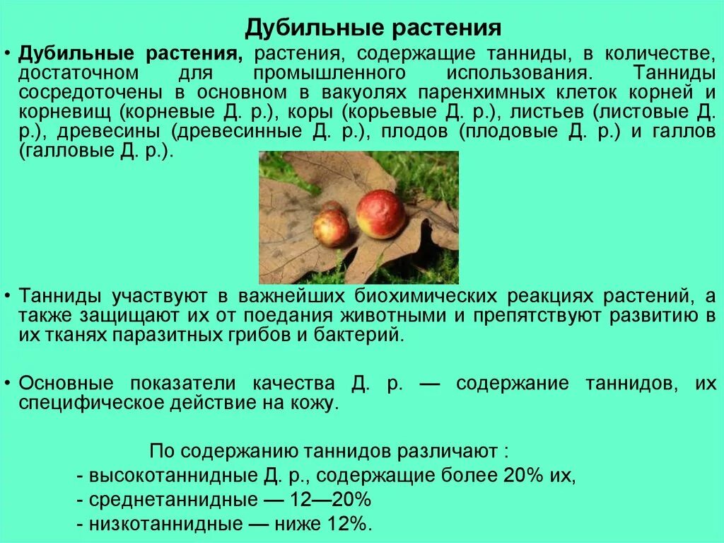 Дубильные растения. Растения содержащие дубильные. Дубильные дикорастущие растения. Дубильные дикорастущие растения названия. Дубильные растения примеры